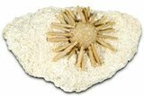 Cretaceous Fossil Urchin (Salenia) - Missour, Morocco #366924-1